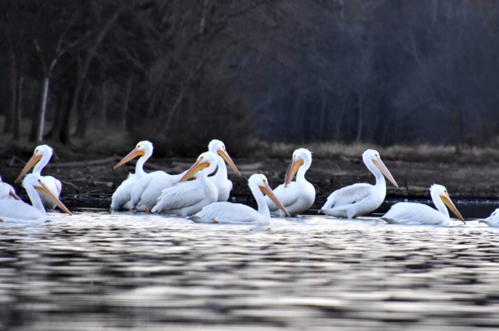 Preening White Pelicans