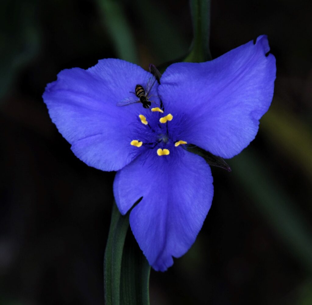 Blue jacket flower