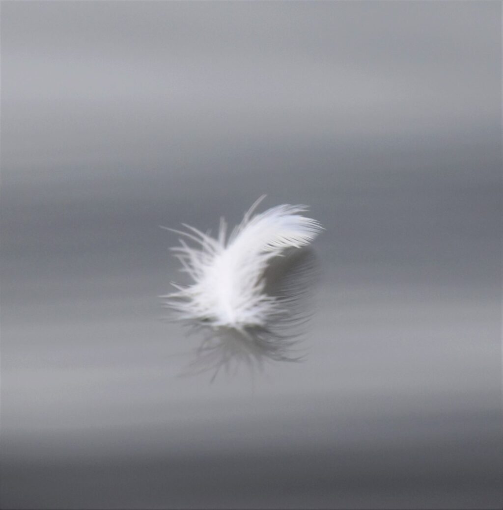 Fluffy Pelican Feather