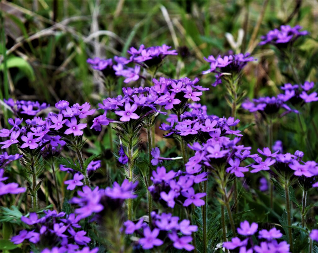 Sweet William